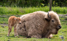 Load image into Gallery viewer, $40 Safari Animal Easter Basket