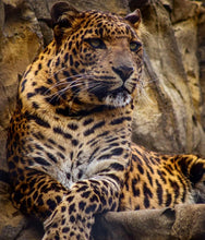 Load image into Gallery viewer, $75 Big Cat Easter Basket