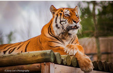 Load image into Gallery viewer, $60 Big Cat Valentine’s Day Basket