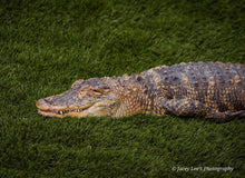 Load image into Gallery viewer, $50 Reptile Easter Basket