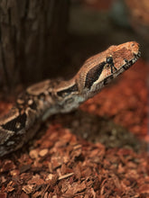 Load image into Gallery viewer, $40 Reptile Easter Basket