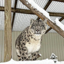 Load image into Gallery viewer, $75 Big Cat Easter Basket