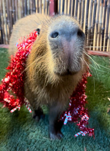 $40 Capybara Valentines Basket