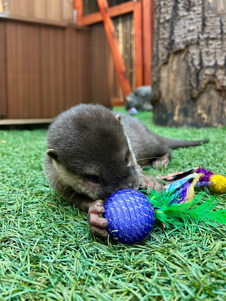 Otter Valentine’s Basket