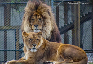 $60 Big Cat Valentine’s Day Basket