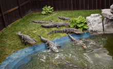 Load image into Gallery viewer, $50 Reptile Easter Basket

