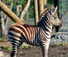 Load image into Gallery viewer, $40 Safari Animal Easter Basket
