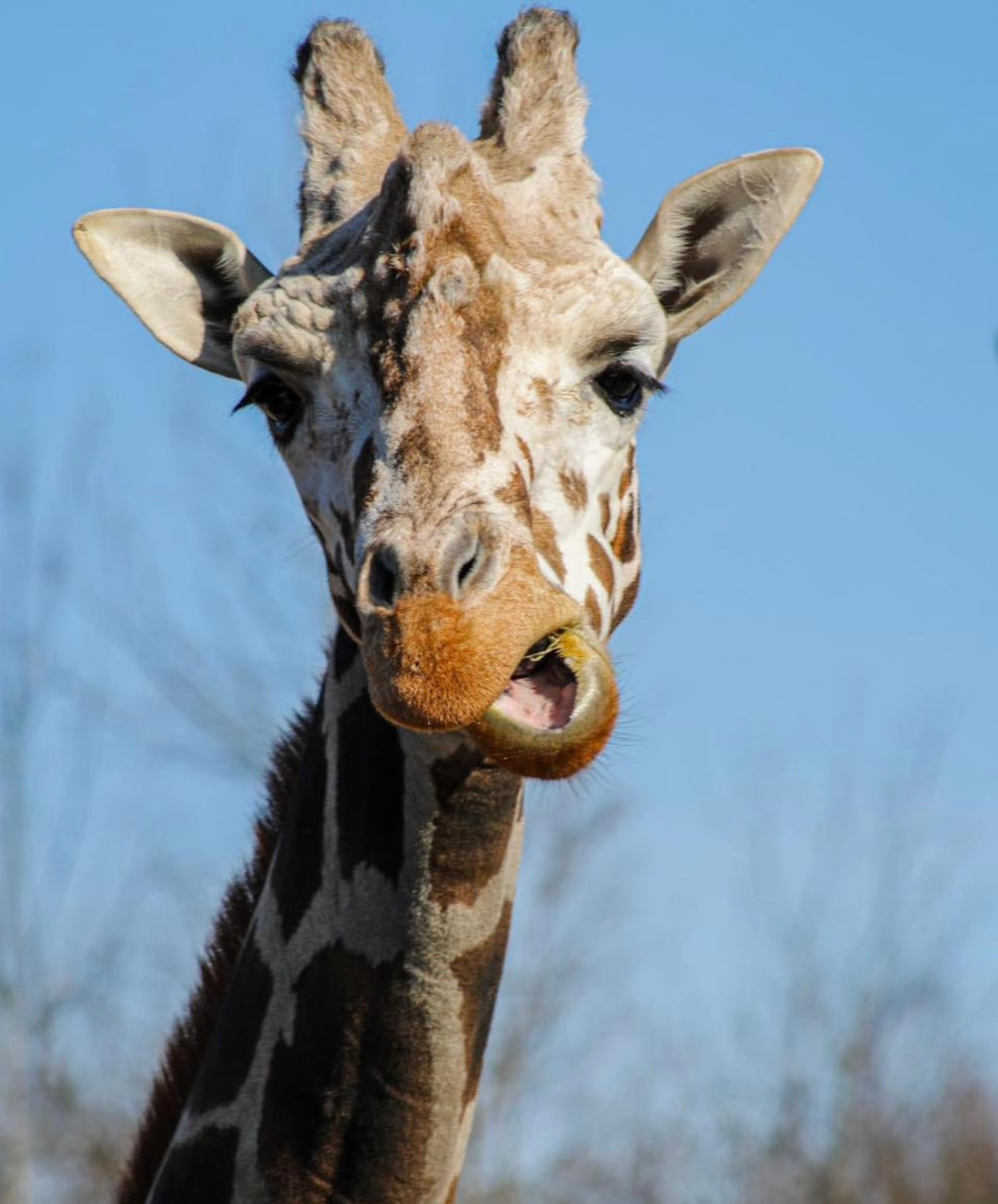 $40 Giraffe Valentine’s Basket