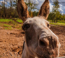 Load image into Gallery viewer, $40 Safari Animal Easter Basket
