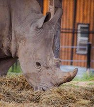 Load image into Gallery viewer, $40 Safari Animal Easter Basket
