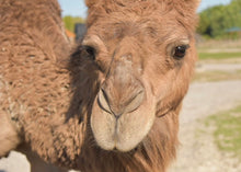 Load image into Gallery viewer, $75 Safari Animal Easter Basket
