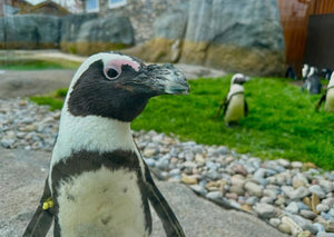 $40 Penguin Valentine’s Basket