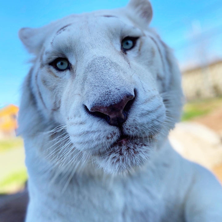 2024 Animal Adoptions The Wild Animal Park